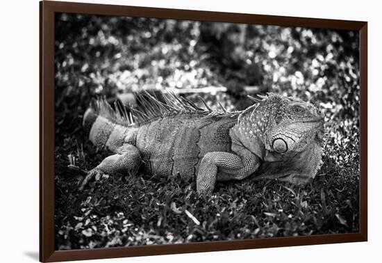 Green Iguana - Florida-Philippe Hugonnard-Framed Photographic Print