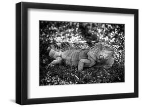 Green Iguana - Florida-Philippe Hugonnard-Framed Photographic Print