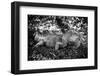 Green Iguana - Florida-Philippe Hugonnard-Framed Photographic Print