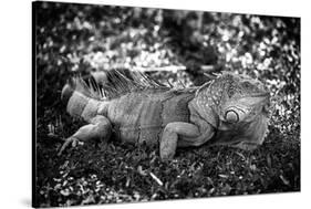 Green Iguana - Florida-Philippe Hugonnard-Stretched Canvas
