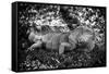 Green Iguana - Florida-Philippe Hugonnard-Framed Stretched Canvas