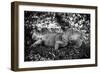 Green Iguana - Florida-Philippe Hugonnard-Framed Photographic Print