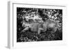 Green Iguana - Florida-Philippe Hugonnard-Framed Photographic Print