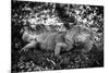 Green Iguana - Florida-Philippe Hugonnard-Mounted Photographic Print