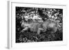 Green Iguana - Florida-Philippe Hugonnard-Framed Photographic Print