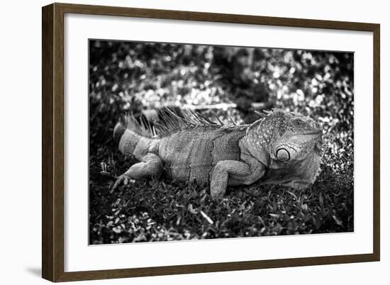 Green Iguana - Florida-Philippe Hugonnard-Framed Photographic Print