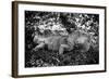 Green Iguana - Florida-Philippe Hugonnard-Framed Photographic Print