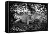 Green Iguana - Florida-Philippe Hugonnard-Framed Stretched Canvas