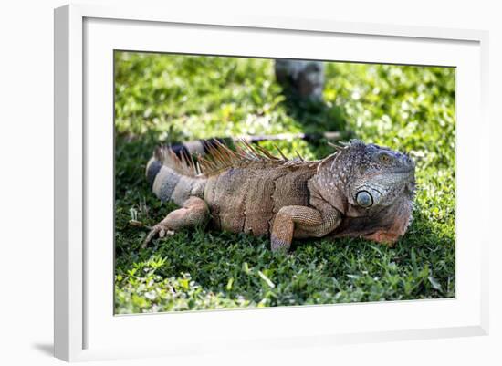 Green Iguana - Florida-Philippe Hugonnard-Framed Photographic Print