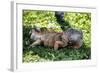 Green Iguana - Florida-Philippe Hugonnard-Framed Photographic Print