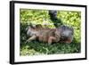 Green Iguana - Florida-Philippe Hugonnard-Framed Photographic Print