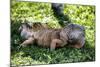 Green Iguana - Florida-Philippe Hugonnard-Mounted Photographic Print