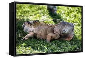 Green Iguana - Florida-Philippe Hugonnard-Framed Stretched Canvas