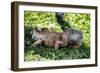 Green Iguana - Florida-Philippe Hugonnard-Framed Photographic Print