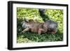 Green Iguana - Florida-Philippe Hugonnard-Framed Photographic Print