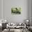 Green Iguana - Florida-Philippe Hugonnard-Stretched Canvas displayed on a wall