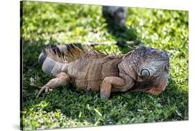 Green Iguana - Florida-Philippe Hugonnard-Stretched Canvas