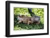 Green Iguana - Florida-Philippe Hugonnard-Framed Photographic Print