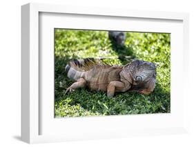 Green Iguana - Florida-Philippe Hugonnard-Framed Photographic Print