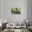 Green Iguana - Florida-Philippe Hugonnard-Photographic Print displayed on a wall