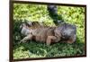 Green Iguana - Florida-Philippe Hugonnard-Framed Photographic Print