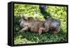 Green Iguana - Florida-Philippe Hugonnard-Framed Stretched Canvas