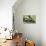 Green Iguana - Florida-Philippe Hugonnard-Stretched Canvas displayed on a wall