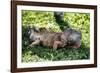 Green Iguana - Florida-Philippe Hugonnard-Framed Photographic Print