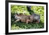 Green Iguana - Florida-Philippe Hugonnard-Framed Photographic Print