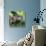 Green Iguana - Florida-Philippe Hugonnard-Stretched Canvas displayed on a wall