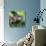 Green Iguana - Florida-Philippe Hugonnard-Photographic Print displayed on a wall
