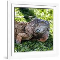 Green Iguana - Florida-Philippe Hugonnard-Framed Photographic Print