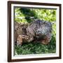 Green Iguana - Florida-Philippe Hugonnard-Framed Photographic Print