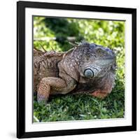 Green Iguana - Florida-Philippe Hugonnard-Framed Photographic Print