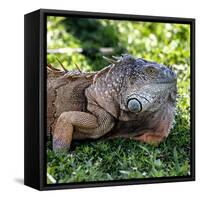 Green Iguana - Florida-Philippe Hugonnard-Framed Stretched Canvas