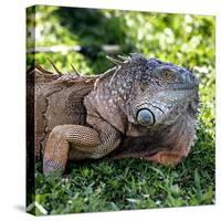 Green Iguana - Florida-Philippe Hugonnard-Stretched Canvas