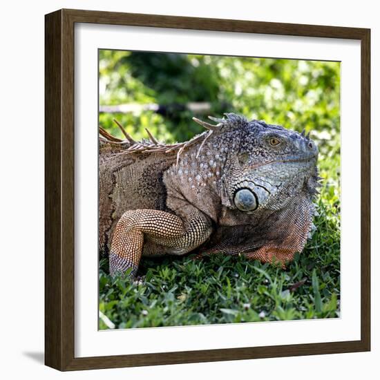 Green Iguana - Florida-Philippe Hugonnard-Framed Photographic Print