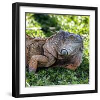 Green Iguana - Florida-Philippe Hugonnard-Framed Photographic Print