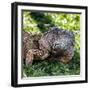 Green Iguana - Florida-Philippe Hugonnard-Framed Photographic Print