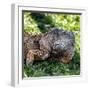 Green Iguana - Florida-Philippe Hugonnard-Framed Photographic Print