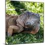 Green Iguana - Florida-Philippe Hugonnard-Mounted Photographic Print