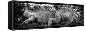 Green Iguana - Florida-Philippe Hugonnard-Framed Stretched Canvas