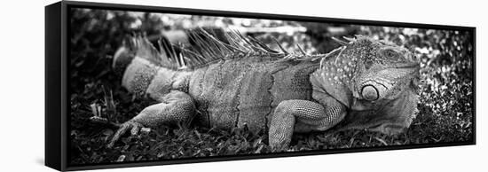 Green Iguana - Florida-Philippe Hugonnard-Framed Stretched Canvas