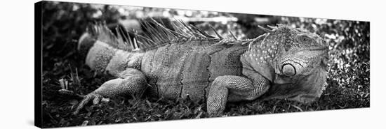 Green Iguana - Florida-Philippe Hugonnard-Stretched Canvas