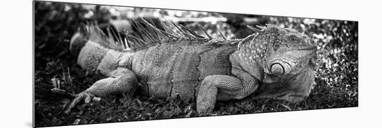 Green Iguana - Florida-Philippe Hugonnard-Mounted Photographic Print