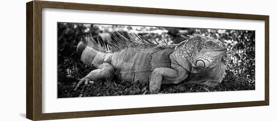 Green Iguana - Florida-Philippe Hugonnard-Framed Photographic Print