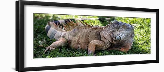 Green Iguana - Florida-Philippe Hugonnard-Framed Photographic Print