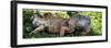 Green Iguana - Florida-Philippe Hugonnard-Framed Photographic Print