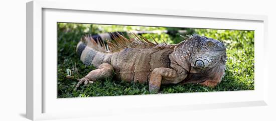 Green Iguana - Florida-Philippe Hugonnard-Framed Photographic Print