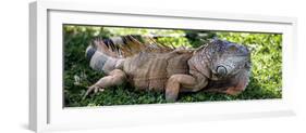 Green Iguana - Florida-Philippe Hugonnard-Framed Photographic Print